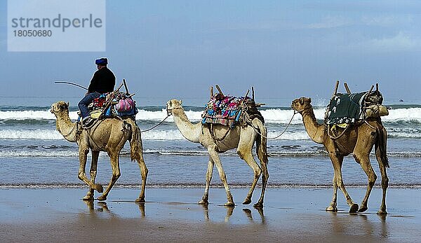 Marokko  Dromedartreiber  Strand  Essaouira  Afrika
