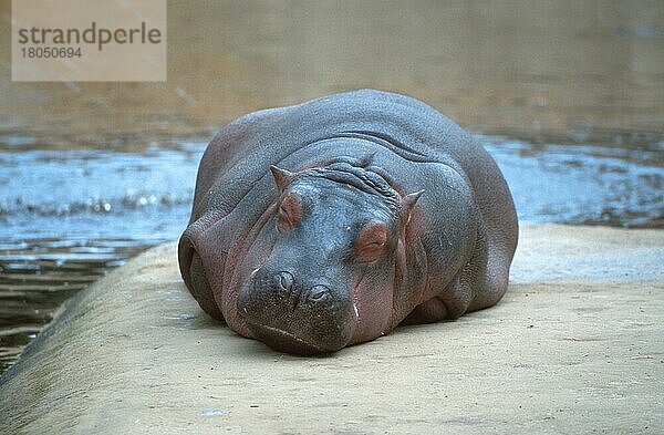 Flusspferd (Hippopotamus amphibius)  schlafend  Säugetiere  Huftiere  Paarhufer  außen  draußen  frontal  von vorne  erwachsen  liegen  Entspannung  entspannen  Querformat  horizontal