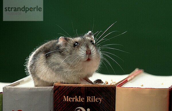 Zwerghamster (Phodopus sungorus) auf Büchern  Sibirischer Hamster  Russischer Hamster