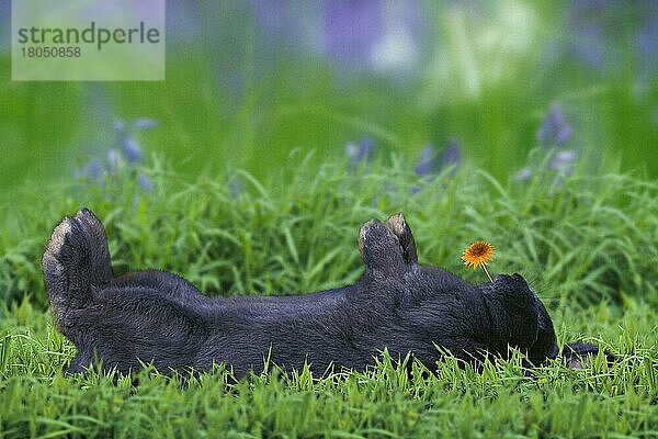 Kaninchen  auf dem Rücken liegend  Blaues Wienerkaninchen liegt auf dem Rücken (Tiere) (außen) (outdoor) (seitlich) (side) (Wiese) (meadow) (liegen) (lie) (Humor) (humour) (Blumen) (adult) (Querformat) (horizontal) (Säugetiere) (mamals) (Nagetiere) (rodents) (Haustier) (Heimtier) (pet) (Entspannung) (relaxing) Kaninchen