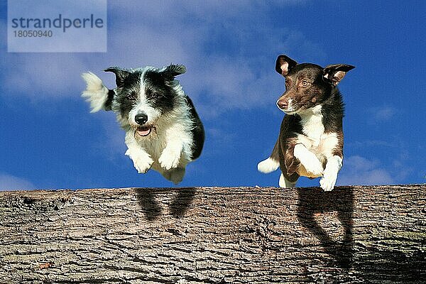 Mischlingshunde springen über Baumstamm