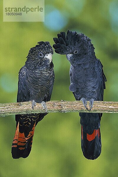 Rotschwanz-Rabenkakadus  Paar (Calyptorhynchos banksi)  Banks-Rabenkakadus (Australien) (australia) (Vogel) (Vögel) (birds) (Papageien) (parrots) (Tiere) (animals) (außen) (outdoor) (Ast) (frontal) (head-on) (von vorne) (adult) (männlich) (weiblich) (male) (female) (couple) (zwei) (two) (schwarz) (black)