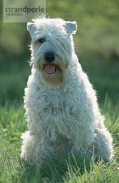 Irish Soft Coated Wheaten Terrier (Saeugetiere) (mammals) (animals) (Haushund) (domestic dog) (Haustier) (Heimtier) (pet) (außen) (outdoor) (frontal) (head-on) (von vorne) (Wiese) (meadow) (Gegenlicht) (back light) (sitzen) (sitting) (adult)