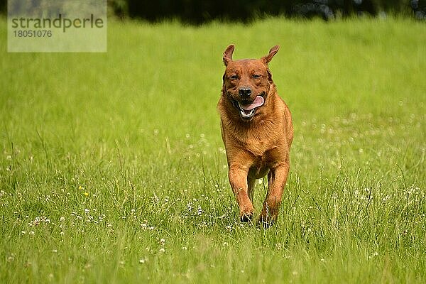 Labrador Retriever  gelb  Rüde  erwachsen  fuchsrot