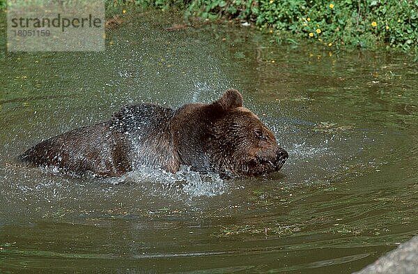 European Brown Bear  shaking water of its coat  Europäischer Braunbär (Ursus arctos)  schüttelt sich