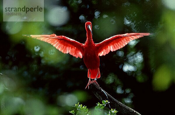 Scarlet Ibis  Roter Sichler  Scharlachsichler (Eudocimus ruber) (Suedamerika) (south america) (Tiere) (animals) (Vogel) (Vögel) (birds) (außen) (outdoor) (frontal) (head-on) (von vorne) (Gegenlicht) (back light) (red) (Flügel) (wings) (stehen) (standing) (adult) (Querformat) (horizontal) (Ast) (branch)