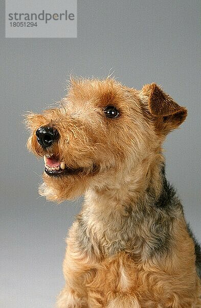 Welsh Terrier