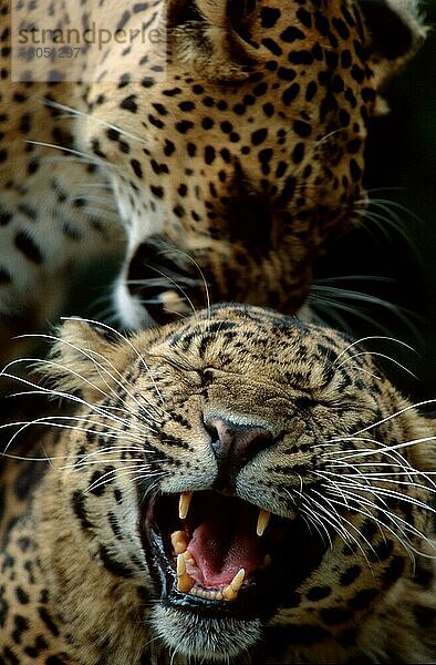 Leoparden (Panthera pardus)  Paar  Paarung