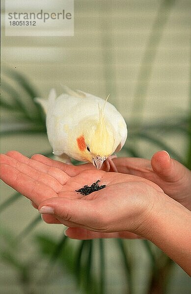 Nymphensittich (Nymphicus hollandicus)  weiblich  frisst Vogelkohle aus der Hand