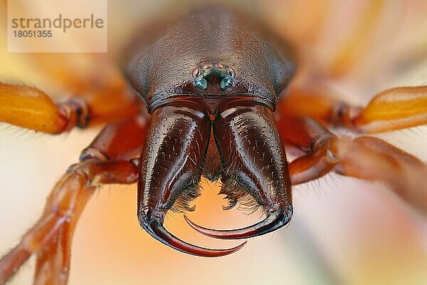Frontalansicht einer Spinne (Dysdera crocata) mit großen Kieferklauen
