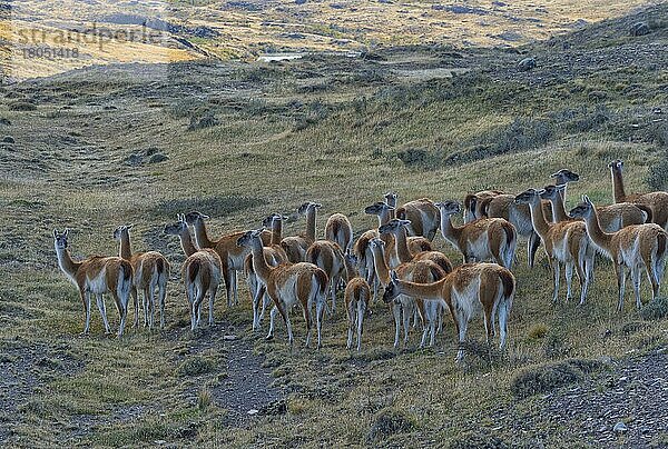 Gruppe von Guanakos (Lama guanicoe) in der Steppe  Torres del Paine National Park  Chilenisches Patagonien  Chile  Südamerika