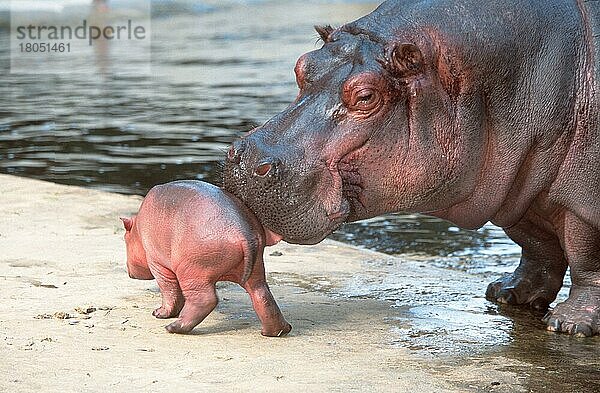 Nilpferd leckt Jungtier  Flusspferd (Hippopotamus amphibius) beleckt Jungtier  Säugetiere  Huftiere  Paarhufer  Klauentiere  außen  draußen  von hinten  seitlich  erwachsen  Mutter & Kind  Mutter & Baby  zwei  weiblich  stehen  zärtlich  zart  lecken