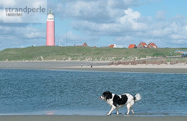 Mischlingshund am Strand  Texel  Niederlande  Europa