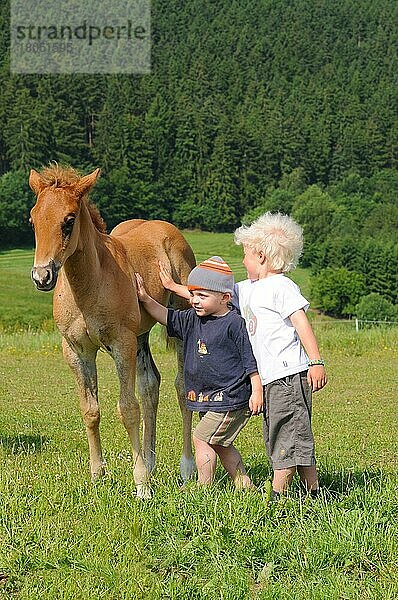 Kinder mit American Quarter horse  Fohlen  Hengstfohlen