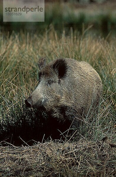 Wildschwein (Sus scrofa) (Saeugetiere) (Säugetiere) (Huftiere) (Paarhufer) (Klauentiere) (Europa) (Deutschland) (außen) (draußen) (frontal) (von vorne) (Wiese) (erwachsen) (vertikal) (stehen) (stehend)