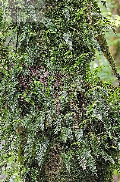 Tüpfelfarn an Baum  Nationalpark Berchtesgaden  Bayern (Polypodium vulgare)  Tüpfelfarn  Engelsüß  Engelssüss  Deutschland  Europa