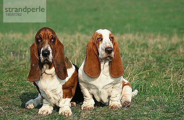 Basset Hounds  tricolored and lemon-white  tricolor und lemon-weiss (animals) (Säugetiere) (mammals) (Haushund) (domestic dog) (Haustier) (Heimtier) (pet) (außen) (outdoor) (frontal) (head-on) (von vorne) (Wiese) (meadow) (sitzen) (sitting) (adult) (Paar) (pair) (zwei) (two) (Querformat) (horizontal)