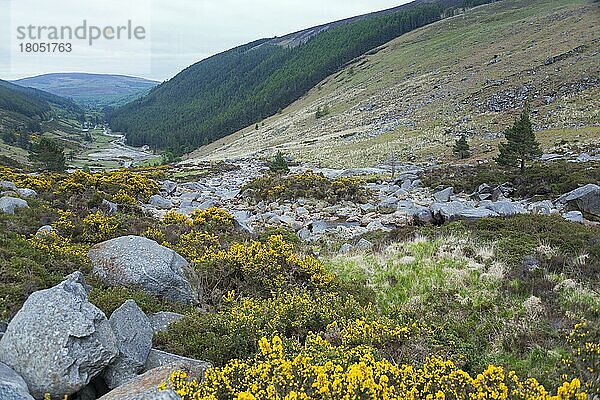 Wicklow Gap  Wicklow-Gebirge  Grafschaft Wicklow  Irland  Europa