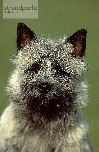 Cairn-Terrier  weizenfarbig  Cairn Terrier  wheaten (animals) (außen) (outdoor) (frontal) (head-on) (von vorne) (Kopf) (head) (Porträt) (portrait) (aufmerksam) (alert) (adult) (Säugetiere) (mammals) (Haushund) (domestic dog) (Haustier) (Heimtier) (pet) (struppig) (shaggy) (gestromt) (brindle) (Schottland) (Scotland)