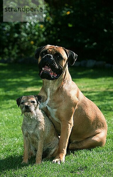 Bullmastiff und Border Terrier