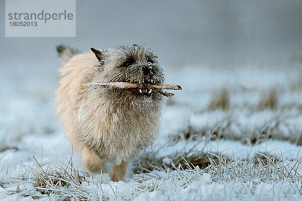 Cairn Terrier apportiert Stock (Tiere) (Ast) (außen) (draußen) (frontal) (von vorne) (Winter) (Schnee) (apportieren) (Bewegung) (motion) (laufen) (rennen) (running) (erwachsen) (zottig) (shaggy) (Querformat) (horizontal) (Säugetiere) (mammal) (Haustier) (Heimtier) (pet) (Haushund) (domestic dog) (Lebensfreude) (joy of life) (transportation)