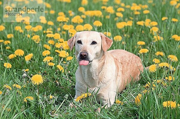 Labrador-Retriever (Saeugetiere) (mammals) (animals) (Haushund) (domestic dog) (Haustier) (Heimtier) (pet) (außen) (outdoor) (Blumen) (Querformat) (horizontal) (Wiese) (meadow) (Humor) (humour) (Zunge) (tongue) (adult) (liegen) (lying)