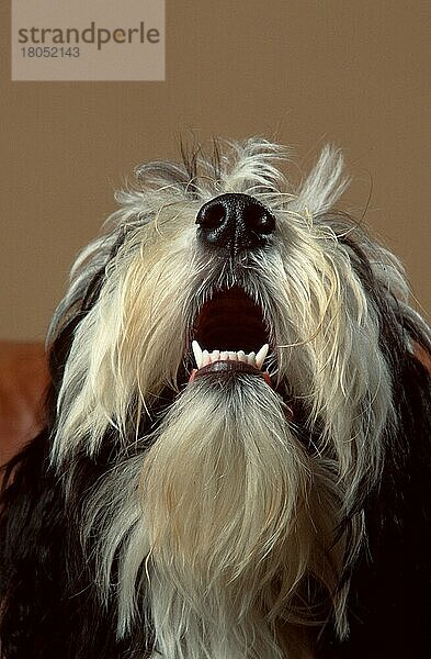 Bearded Collie  schnuppert  sniffing (animals) (innen) (frontal) (head-on) (von vorne) (Kopf) (head) (Porträt) (portrait) (Aggression) (aggressive) (schnuppern) (adult) (Kommunikation) (communication) (bellen) (barking) (Säugetiere) (mammals) (Haushund) (domestic dog) (Haustier) (Heimtier) (pet) (Zähne) (teeth)