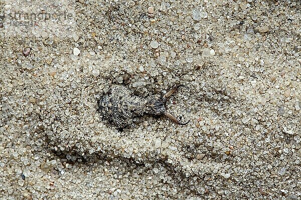 Ameisenlöwe im Sand (Myrmeleon)  Larve  Schleswig-Holstein  Deutschland  Europa
