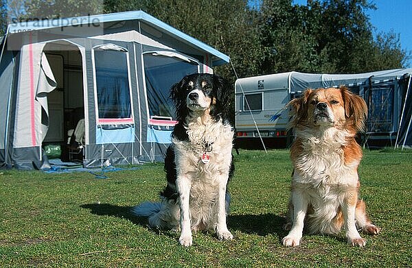 Mixed Breed Dogs in front of tent on campground  Netherlands  Mischlingshunde vor Zelt auf Campingplatz (Europa) (Säugetiere) (mammals) (animals) (Haustier) (Heimtier) (pet) (Haushund) (domestic dog) (außen) (outdoor) (Wiese) (meadow) (frontal) (head-on) (von vorne) (Querformat) (horizontal) (sitzen) (sitting) (adult) (Paar) (pair) (zwei) (two) (Urlaub) (holiday)  Niederlande  Europa