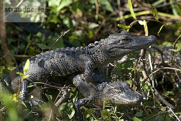 Alligator  Alligator mississipiensis