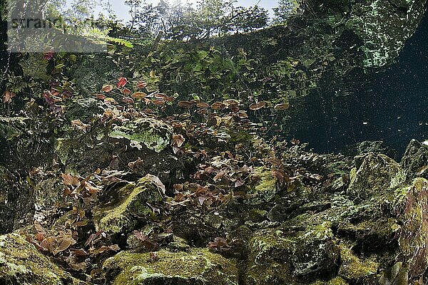 Uferbereich der Gran Cenote  Tulum  Yucatan-Halbinsel  Mexiko  Mittelamerika