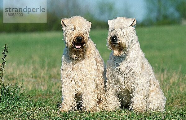 Irischer Soft Coated Wheaten Terrier  Paar
