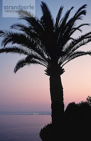 Palme (Arecaceae) in der Abenddämmerung  Nizza  Cote d'Azur  Provence  Südfrankreich  Palme vor Abendhimmel (Abenddämmerung) (twilight) (Pflanzen) (Palmengewächse) (Europa) (Silhouette)