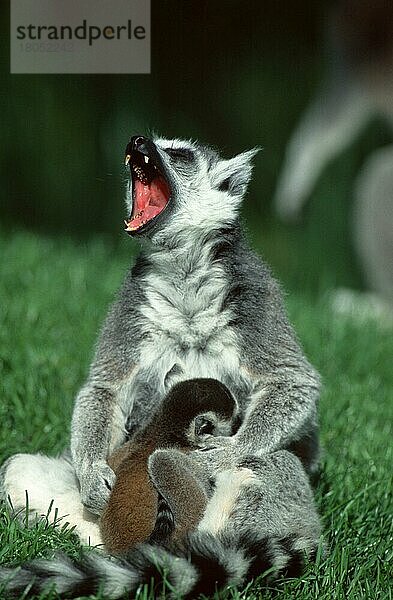Katta (Lemur catta) mit Jungtier