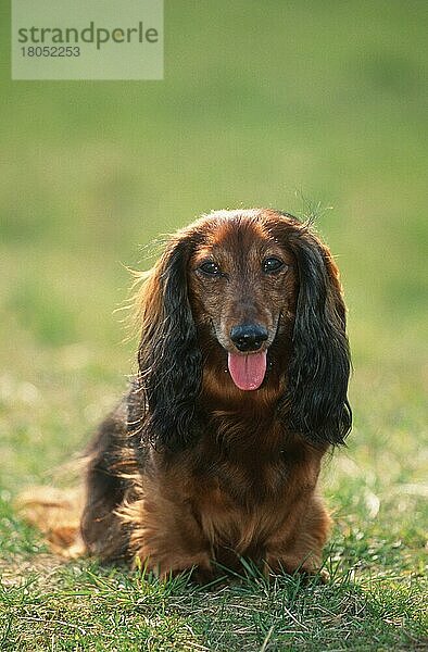 Longhaired Dachshund  Langhaardackel (animals) (Säugetiere) (mammals) (Haushund) (domestic dog) (Haustier) (Heimtier) (pet) (außen) (outdoor) (frontal) (head-on) (von vorne) (Gegenlicht) (back light) (Wiese) (meadow) (hecheln) (panting) (sitzen) (sitting) (adult) (vertical) Dackel  Teckel