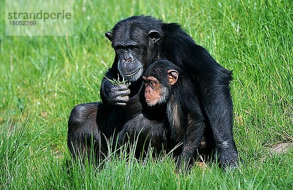 Schimpansen  Weibchen mit Jungen  Schimpanse (Pan troglodytes)