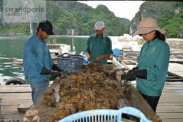 Verarbeitung  Muscheln  Perlenfarm  Halong-Bucht  Vietnam  Asien