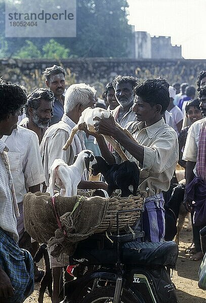 Verkauf von Ziegenkälbern auf dem periodischen Markt in Perundurai bei Erode  Tamil Nadu  Indien  Asien