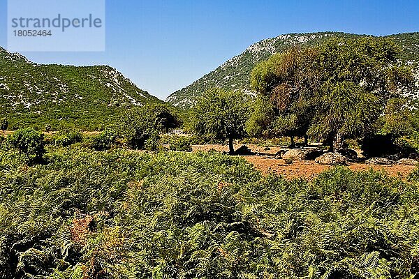 Hochebene Su Golgo  Sardinien  Italien  Europa