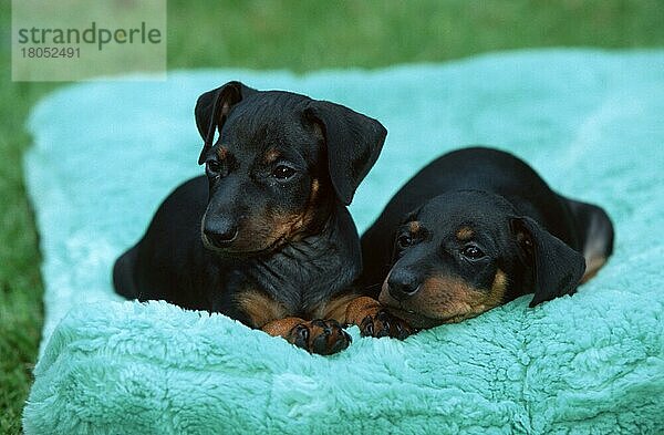 Manchester Terrier  puppies  6 weeks old  Manchester-Terrier  Welpen  6 Wochen alt (Saeugetiere) (mammals) (animals) (Haushund) (domestic dog) (Haustier) (Heimtier) (pet) (außen) (outdoor) (frontal) (head-on) (von vorne) (schwarz) (black) (Kissen) (cushion) (pillow) (liegen) (lying) (Jungtier) (young) (puppy) (Paar) (pair) (zwei) (two) (Querformat) (horizontal)