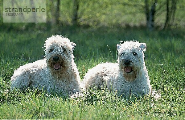 Irish Soft Coated Wheaten Terrier (Saeugetiere) (mammals) (animals) (Haushund) (domestic dog) (Haustier) (Heimtier) (pet) (außen) (outdoor) (Gegenlicht) (back light) (Querformat) (horizontal) (Wiese) (meadow) (liegen) (lying) (adult) (Paar) (pair) (couple) (zwei) (two)
