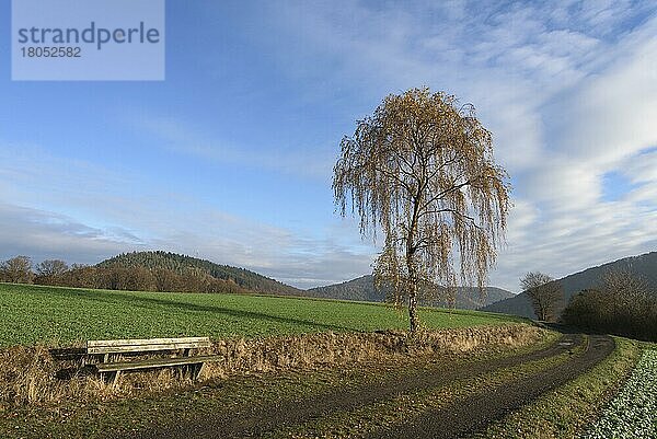 Hängebirke (Betula pendula)  Nationalpark Kellerwald-Edersee  Hesssen  Deutschland  Europa