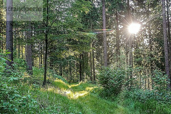 Waldweg  Seiffen  Erzgebirge  Sachsen  Deutschland  Europa