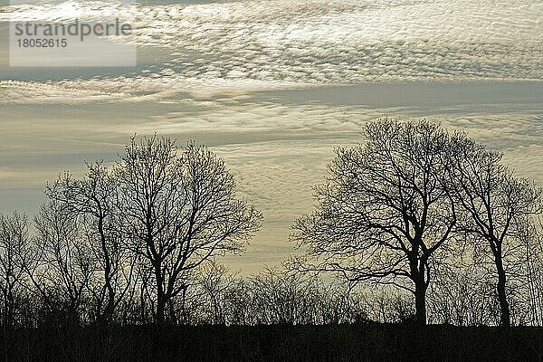 Wolken  Gegenlicht und winterliche Bäume  Naturschutzgebiet Geltinger Birk  Falshöft  Schleswig-Holstein  Deutschland  Europa