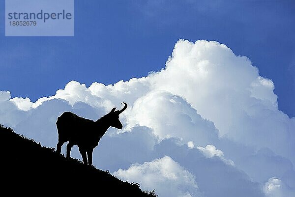 Gemse  Gämse  Gemsen  Gämsen (Rupicapra rupicapra)  Ziegenartige  Huftiere  Paarhufer  Säugetiere  Tiere  Silhouette of chamois against thunderstorm clouds in the Alps