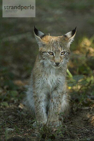 Europäischer Luchs (Lynx lynx)  Jungtier  captive