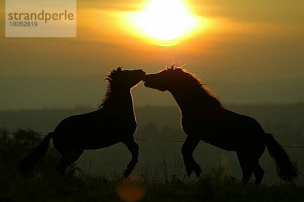 Islandic Horses at sunset  Islandponies bei Sonnenuntergang  Isländer