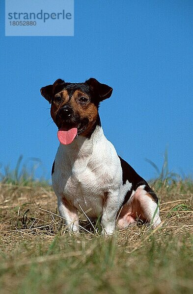 Jack-Russell-Terrier (animals) (außen) (outdoor) (frontal) (head-on) (von vorne) (Wiese) (meadow) (Sommer) (summer) (hecheln) (panting) (sitzen) (sitting) (freundlich) (friendly) (adult) (Säugetiere) (mammals) (Haushund) (domestic dog) (Haustier) (Heimtier) (pet) (dreifarbig) (tricoloured)