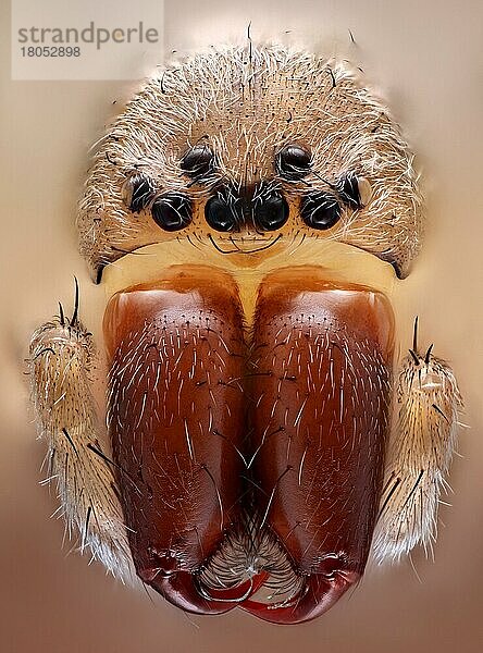 Frontalansicht einer Hausspinne (Tegenaria) mit ihren ausgeprägten Kieferklauen