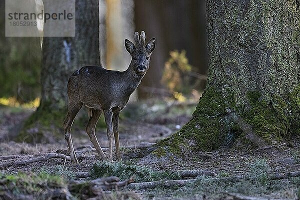 Rehbock im Bast  Eifel  Rheinland-Pfalz  Deutschland  Europa